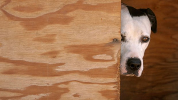 Vick's Dogfighting Home Sold to Animal Group