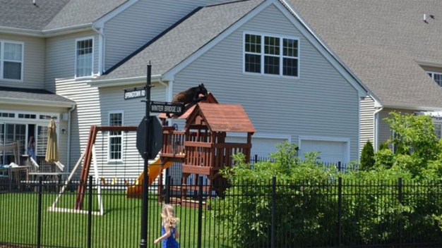 Black Bear Climbs Backyard Playground