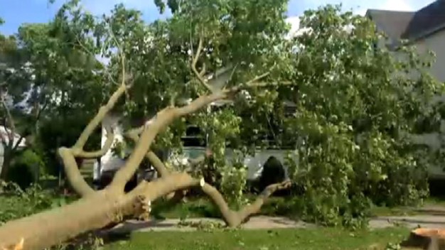 Woman Fights to Save Trees, Tree Falls on Her Home