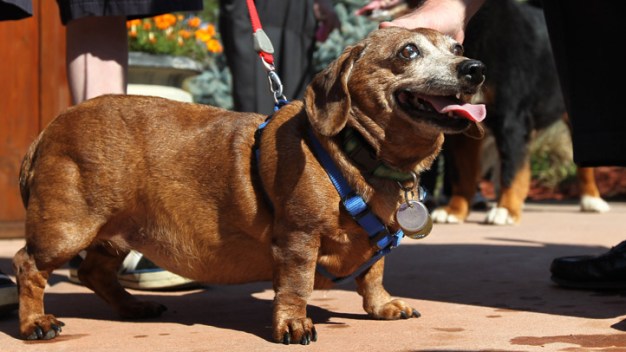 Judge Says Woman Used Dog to Trick Him