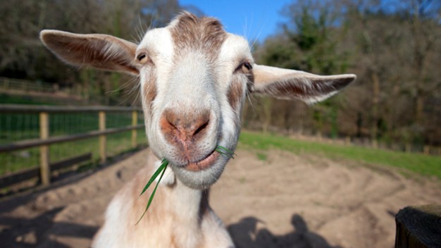 Renegade Goat Backs Up Busy Highway