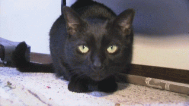 Cat Lost During Sandy Finds His Way Back Home