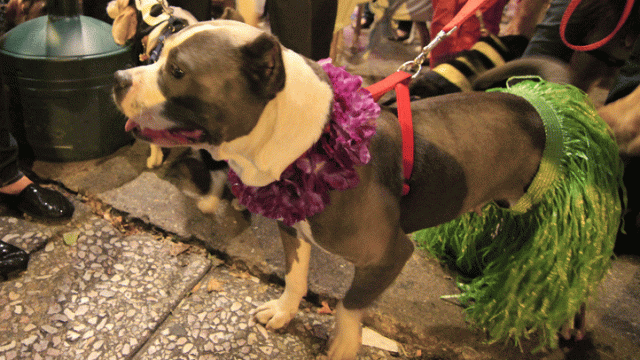 Halloween Pets on Parade