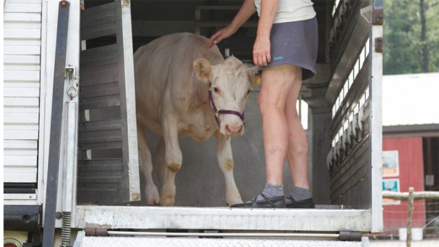 Rebel Cow Arrives at Woodstock Farm