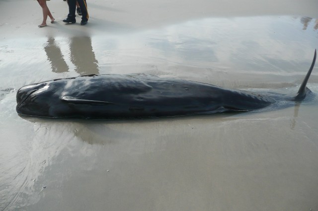 A Whale of a Tale With a Sad Ending