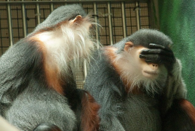Philly Zoo's Newest Additions