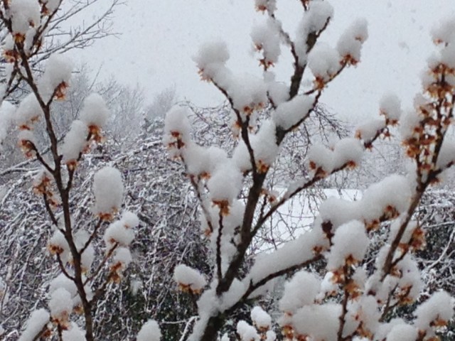Your Snow Photos