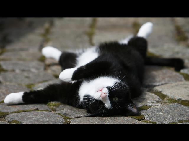 Don't Kill "Kitty" This Holiday Season