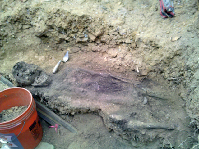 Irish Skulls Reveal Violent End