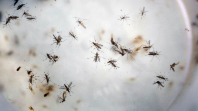 Pierce County's first case of Zika reported in traveler