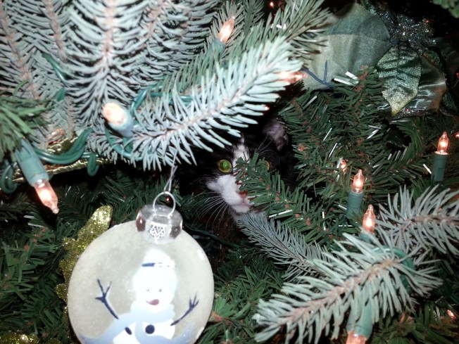 christmas trees delivered right to your door nbc 10 christmas trees delivered right to your door nbc 10
