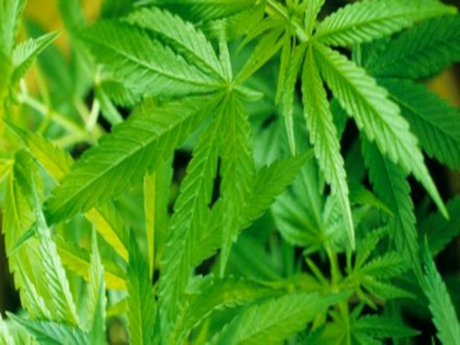 Rutgers a Reluctant Key to NJ Medical Marijuana