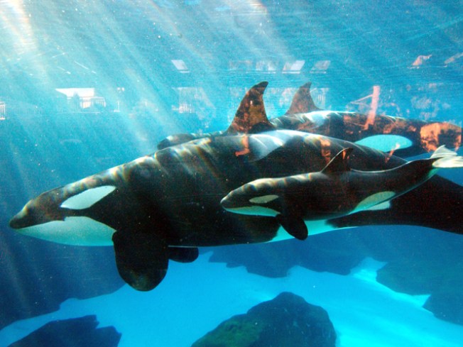 SeaWorld veterinarians euthanize orca that had lung disease SeaWorld veterinarians euthanize orca that had lung disease
