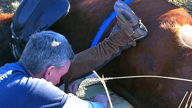 A woman is recovering after her horse suddenly died and fell on top of her at Bucks County Horse Park. NBC10's Doug Shimell reports.