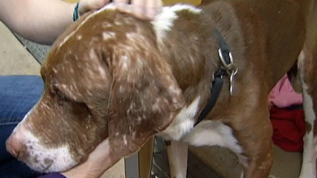 Animal rescuers are trying to find new homes for 16 dogs after their owners were not able to take care of all of them after being evicted from their home. NBC10's Lu Ann Cahn is at the scene with the latest.