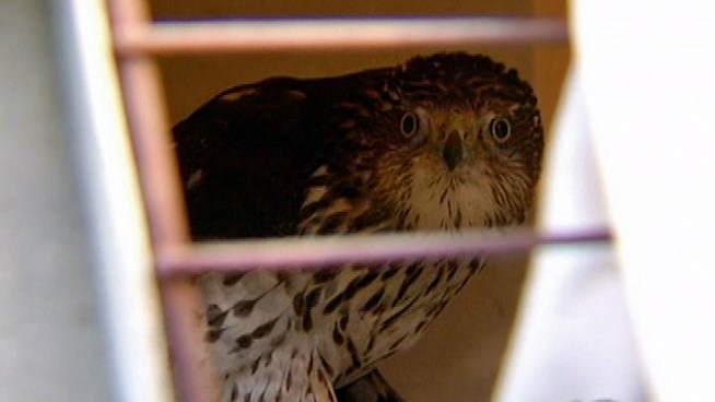NBC10's Tim Furlong is live at the scene where a Cooper's Hawk is released back into the wild after he was found injured, hobbling on the streets of Wilmington, Del. in late December.