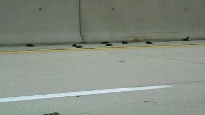 Nearly a hundred birds are discovered dead along Route 222 in <a title=