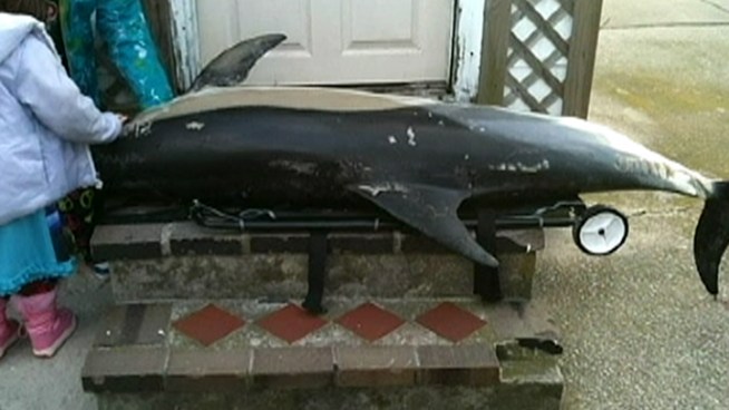 Three Common Dolphins have been found dead at the Jersey Shore within the last two days. 
