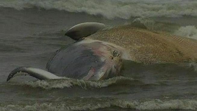 Onlookers and experts headed to the 7th Street beach in Ocean City after a dead finback or sei whale washed ashore Monday afternoon.
