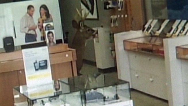 A s-xpoint buck bursted into a cell phone store and it was all caught on cell phone.