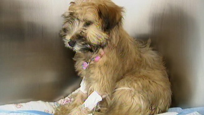 Little Acey was on a trip from her breeding kennel in <a title=