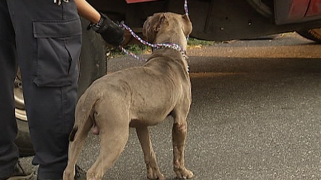 Pit Bull Bites Boy, Mom in Kensington: Cops