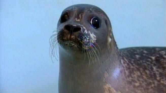 Nearly a dozen seals that have become stranded along the <a title=
