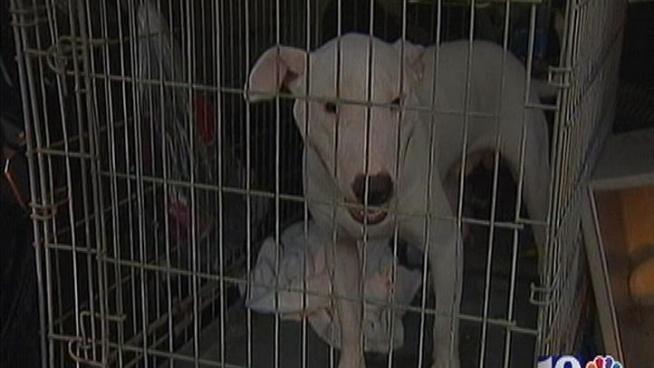 A Philadelphia man is arrested in an alleged case of animal hoarding.