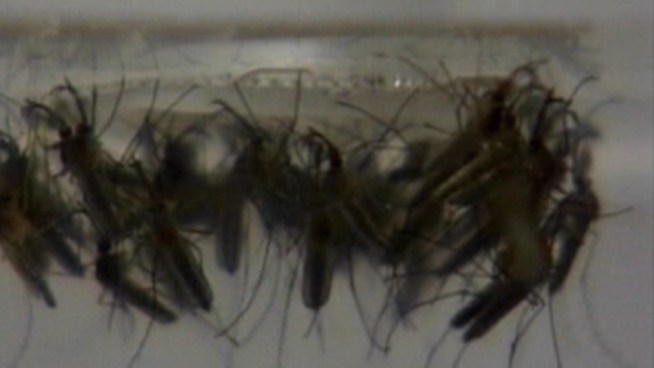 A 77-year old Willingboro, NJ man dies of complications after coming down with the West Nile virus.  Now, others in the community are doing everything they can to protect themselves.  NBC10's Cydney Long explains.