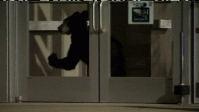 A bear gave shoppers a scare over the weekend, as it strolled through the Pittsburgh Mills Mall for about 10 minutes. Here's a :30 second video clip of the bear inside Sears.