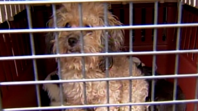 SPCA removes fifty dogs from Chester County home after an Ebay ad tips them off.