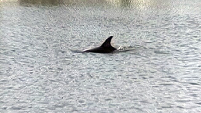 A dolphin has been found swimming around an Ocean City N.J. lagoon. 