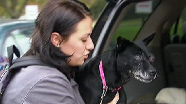 9-1-1 dispatcher Jessica Finnell heard a call about a badly beaten dog and decided to take in Dusk the now blind dog. NBC10's Doug Shimell shares the heartfelt story. People who want to donate to help offset the thousands of dollars in surgery can drop off money or send a check to 2010 West Cabot Boulevard, Langhorne, Pa, 19047. Make sure you mention the check is for the DUSK Fund. 