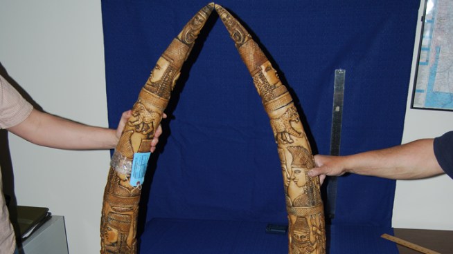 A 68-year-old man is accused in the largest ivory bust in U.S. history.