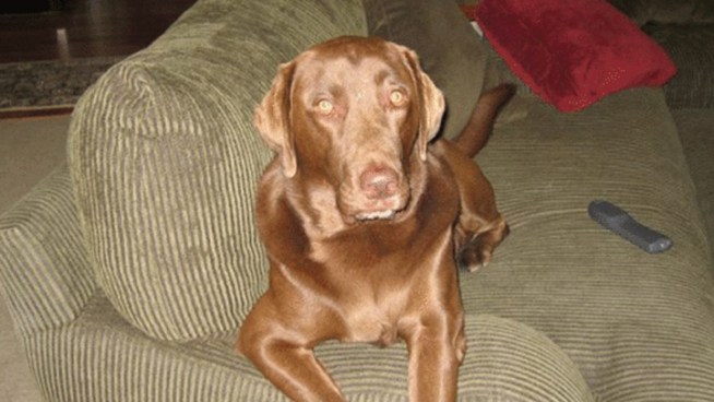 Police say they received information that an 11-year-old chocolate lab named Mugsy was tossed from a car along West Chester Pike Saturday night. Mugsy was killed after several cars ran him over and the family wants to know what happened. NBC10's Deanna Durante spoke to Mugsy's owners.