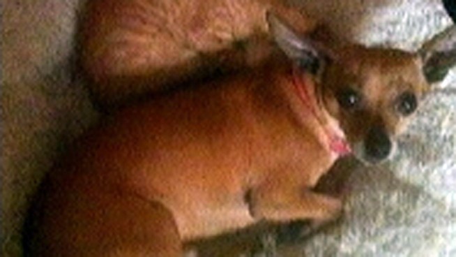 A South Jersey family's Chihuahua mix puppy was found shot and killed in a neighbors backyard. Investigators are trying to track down who shot the pup. NBC10's Ted Greenberg reports.