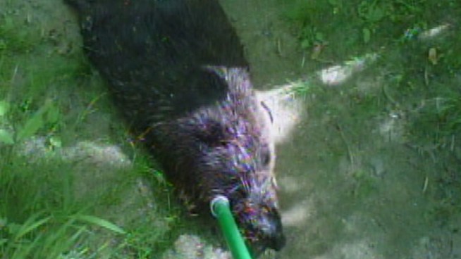 Residents are warned to stay away from the water front at Pennypack Park in Northeast Philadelphia after a rabid beaver is caught and killed.