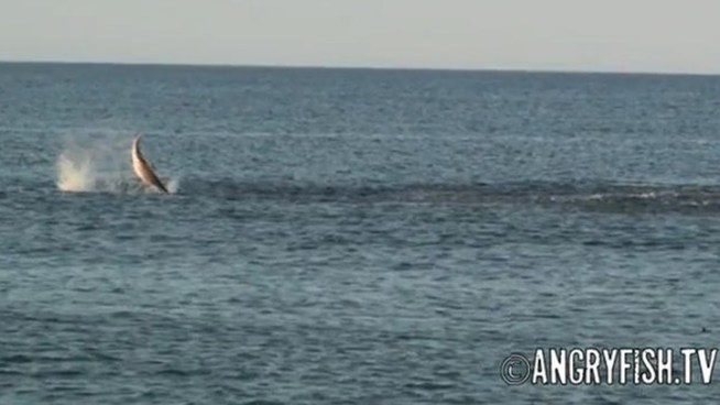 Tom Lynch, tells NBC10's Ted Greenberg he spotted the sharks Thursday just off Island Beach State Park in Ocean County. He says he first saw the sharks about a mile out and within a few minutes they were right in front of him.
