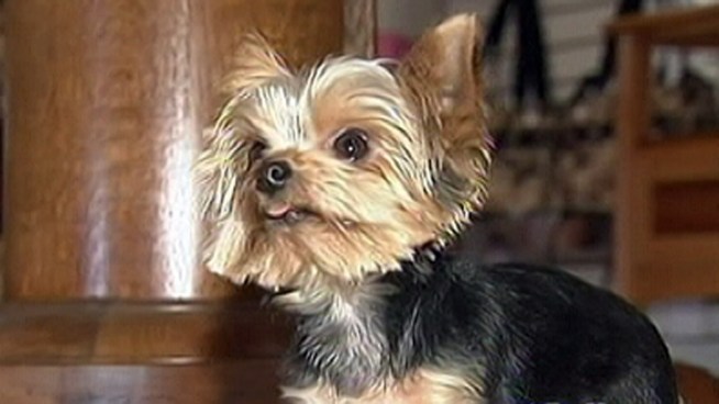 The Guinness Book of World Records has named Lucy, a Yorkshire Terrier from N.J. the world's tiniest working dog.