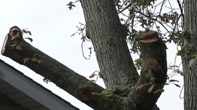Senior citizens in Cape May County say they were victims in an alleged tree trimming scheme. NB10's Ted Greenberg spoke to seniors who say they were taken advantage of.