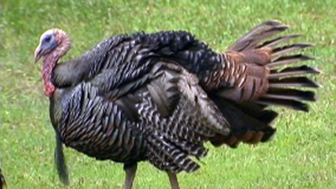 Wild turkeys are becoming a problem in Hainesport Township, New Jersey. Residents say the turkeys go after cars and people all the time. To help the turkey problem Hainesport Township is considering an ordinance to ban people from feeding the wild birds. NBC10's Doug Shimell reports.