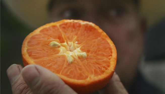 Bee Versus Tree: A Seedless Showdown