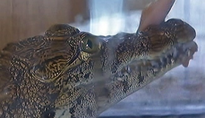 A 3-foot-long crocodile was found roaming the streets of the Jersey Shore community of Ocean Gate. The croc was captured and the Animal Control Office let NBC10's Ted Greenberg get a look at it.