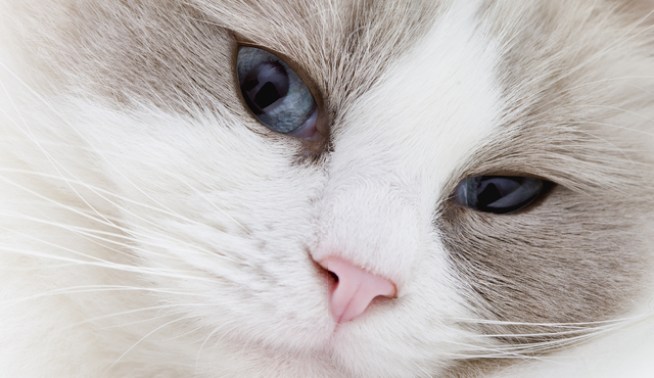 You Can Help Cats Left Homeless By Blaze