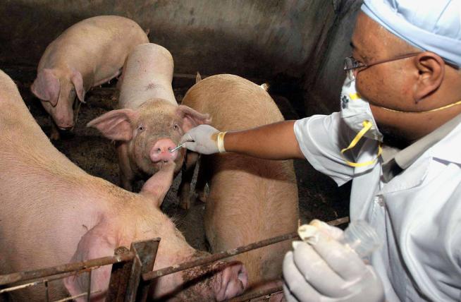Swine Flu Goes Person-to-Pig; Could It Jump Back?