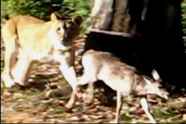 Baby Deer Jumps Into Zoo's Lion Exhibit
