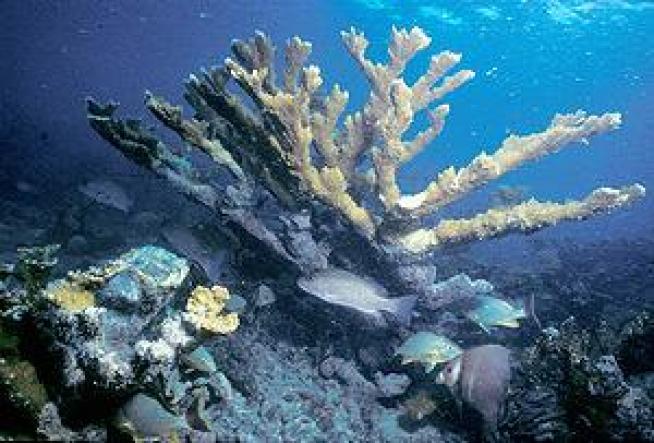 Federal Protection of Coral Habitat Draws Lawsuit Threat