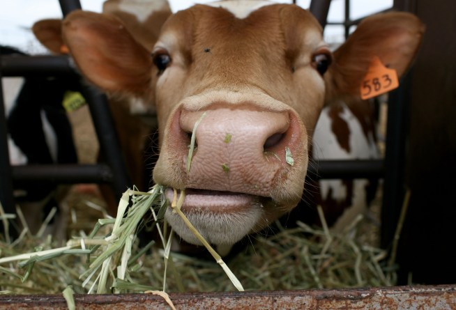 Carbon Offset Program Could Fuel Pollution