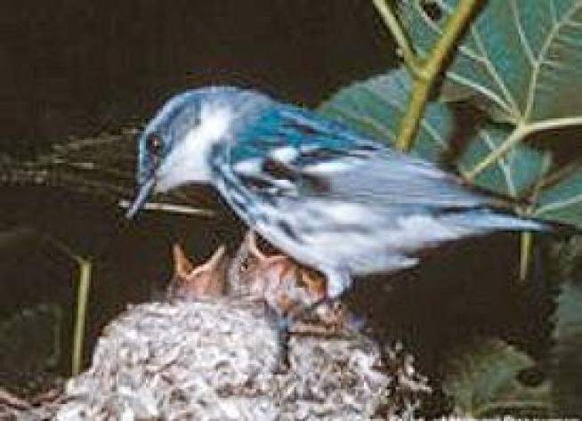 Ozark Land Purchase Protects Brilliant Blue Warblers