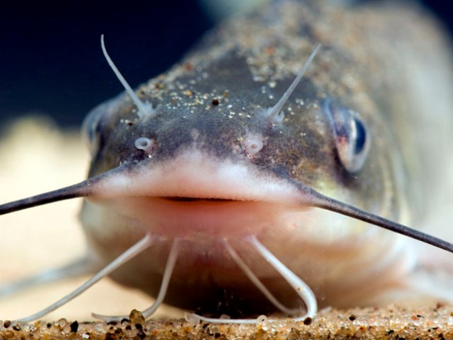 Catfish Cleaning Foreclosed Swimming Pools